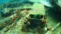 A Green Moray appeared from this Girder on a Local wreck which surprised me because i had dived on the wreck and never saw it before.