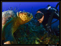 Face to face. A big sea turtle analizes the strange subject