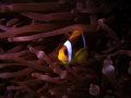 Clown fish with Coolpix s3 in WP-CP5 and G-Flash Sunpak