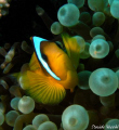 Clown fish in Shams Alam