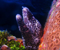 A nice Spotted Moray in Grand Cayman