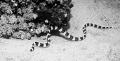 Banded sea snake, Atlantis resort. Nikonos V 28mm lense, done in black and white for the effect.