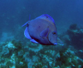 A Blue Tang on a Night Dive in Samana , Dominican Republic.