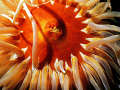 large, brightly colored fish eating anemone. Although these are known to only live on rocks, this massive guy was found on a sandy floor. After the dive I talked to one of the local dive shop owners, he told me that the anemone is around 200 yrs old