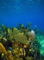 The beautiful Coral Sea Garden in Bimini, Bahamas.