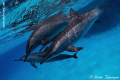 Sweet Dolphins!!