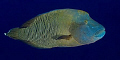Napoleon Wrasse pic from Palau.  Running out of pics!  Need another trip!