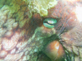 this is a close up of a giant pacific octopus found in hood canal, washington the camera i used was a sea and sea xd 1200