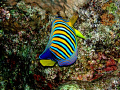 This amazing fish i think its a Emperor great against the coral