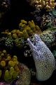 This is a spotted moray eel, most likely waiting for prey to feast on.