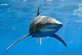 Oceanic Whitetip Shark - Deadalus Reef - Canon G7