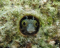 Secretary Blenny.  I used a Canon G10 with Ikelite housing and Sea & Sea strobe.