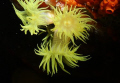 Soft Coral observed during night dive in fiji