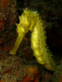 Yellow tiger tail seahorse from koh Bida nai.