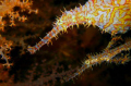 Ornate Ghost Pipefish from Koh Haa.