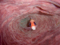 A Squirrel fish swam in to the coral i finned just slowly above and the fish swam towards the camera slowly.