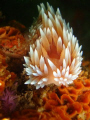 A silver Nudibranch taken at Three Sisters with a Sony W300 and a Fantasea Nano strobe