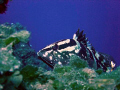 Nassau grouper peaking on a coral out crop on a wall dive on a night dive