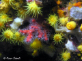 Little red coral (Corallium rubrum) into the epibenthic assemblages of a Mediterranean coralligenous reef in Portofino, Liguria, Italy.