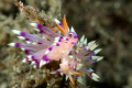 Two Nudi mating