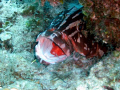 Nassau Grouper and Cleaner on reef.