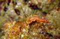 Nudibranch from Koh Haa 4.