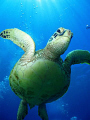 Turtle Over the Top... Average siting of a dozen turtle every dive... Honokawai Beach, Maui.   Camera flash only and avail. light...