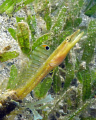 Yellow head pike blenny, St. Vincent.