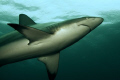 One of about 40 blacktips around us on the Aliwal Shoals.  Shot with Canon Powershot G10 with Epoch 230 flash March 2009