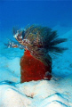 Feather Tube Worm in Majuro Lagoon