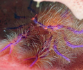 Hairy squat lobster, on a Barrel sponge at night