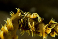 I was excited when this wire coral shrimp moved into position, allowing for better composition of the photo.