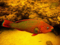 Parrot fish seen while swiming at high tide in the mangrove.