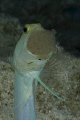 The male yellow headed jawfish gets a bum deal. He is stuck with these eggs in his mouth for 17 days. Occasionally they must be spit out and sucked back in to cull and aerate. You sit there for a long time for one of these shots.