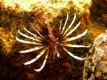 Lionfish, Swiming in the mangrove, this one was very large!!