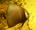 Angelfish once again from the mangrove in Cuba, at high tide there is a 20 minutes window where the visibility is very good!