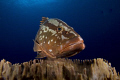 Say hello to Freddie the Nassau Grouper.