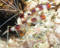 Coral Banded Shrimp. I used a Canon G10 with Ikelite housing and Sea & Sea strobe.