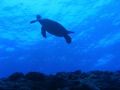 Taken west side of Oahu Hawaii. From boat dive of the Mahi.