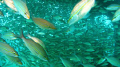 Diving underneath a shoal of grunts on a wreck with sunlight from above the wreck pearing thru the shoal.