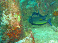 Taken west side of Oahu Hawaii. From boat dive of the Mahi.