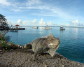 Iguana, dive boats, a morning full of promise... Bonaire