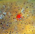 The Night Color - Photo was taken off the coast of Grenada in the Caribbean Sea on a night dive of Veronica L.  I didn't think much of this crab as it was the size of a large pin head, but by accident it became my favorite picture!