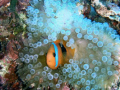 Clown Fish taken on the way to the Alora shipwreck at Hideaway Island Vanuatu. I used a Olympus 725 SW in a PT-033 housing.