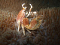 Porcelin Crab, Taken On The Weekend Of The 25 April 2009 at aliwal shoal umkamaas, south africa.