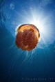Red jellyfish heading into the sun.  Ningaloo Reef, Western Australia.  Canon 50D & Tokina 10-17 fisheye.