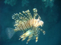 Zebra Liofish: saw him hunting little tiny fish for his (or her) dinner.
