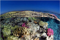 It was the end of a very nice dive in Tiran and everybody went back to the dive boat. However I just could not resist the beauty of the reef under the perfect sunny day. I decided to go a little bit creative. Daylight shot coupled with UW Flash :)