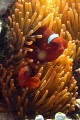 Tomato anemonefish near Siladen Island in Bunaken, Taken with a sea and sea DX-1G.