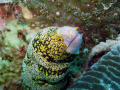 Rare Snowflake Moray eel in the mussamdam